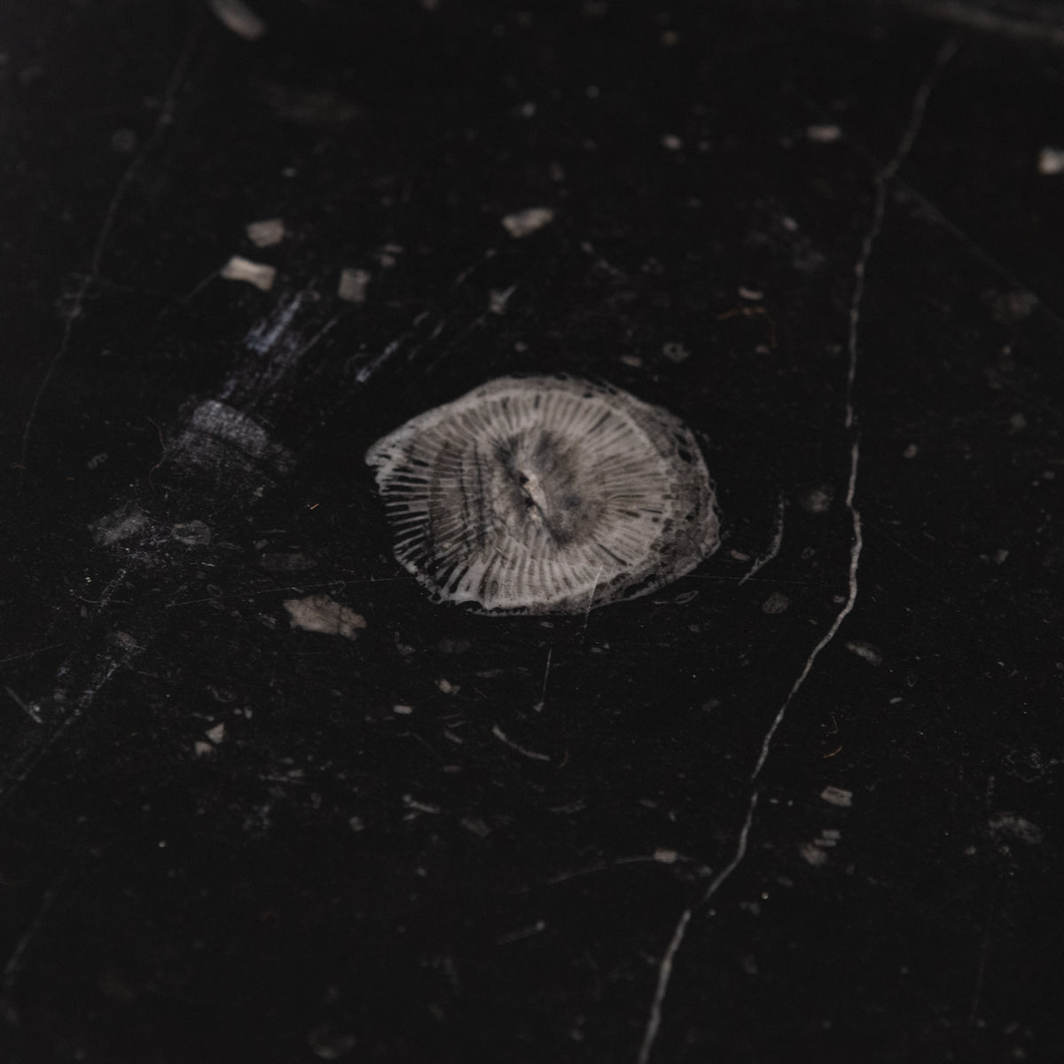 Antique Georgian Belgian Black Marble Fire Surround | Pair Available | The Architectural Forum